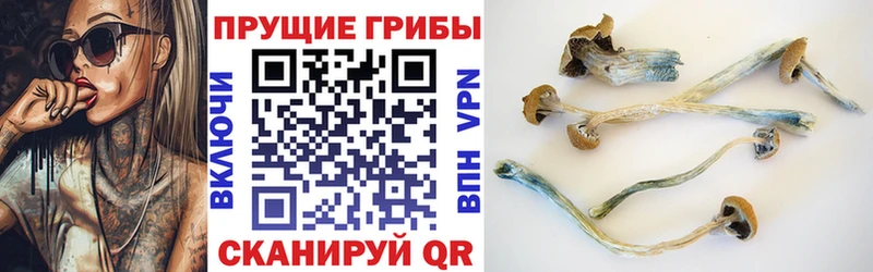 Псилоцибиновые грибы Psilocybine cubensis Ухта